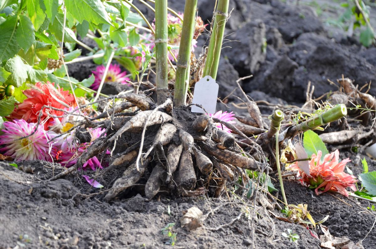 Large clump of dahlia tubers dug up for winter storage