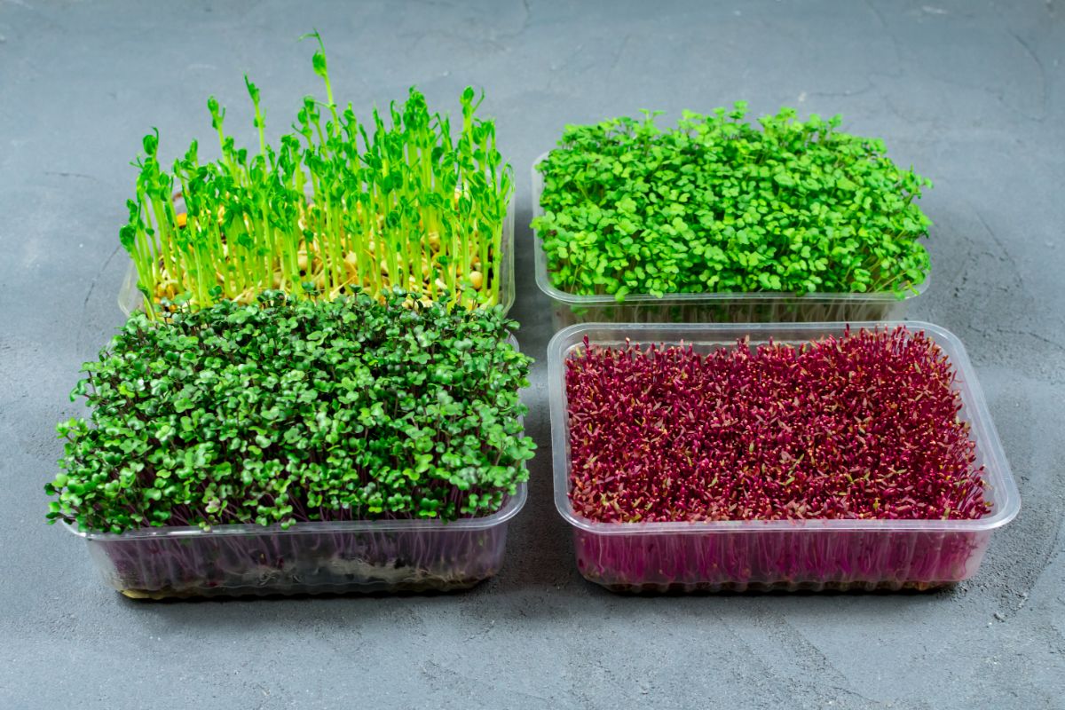 Microgreens growing in up-cycled deli containers