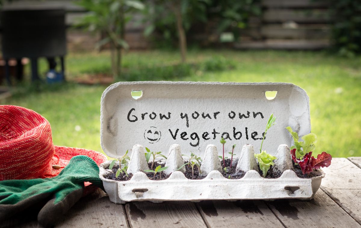 Egg carton planted with different types of vegetable seedlings