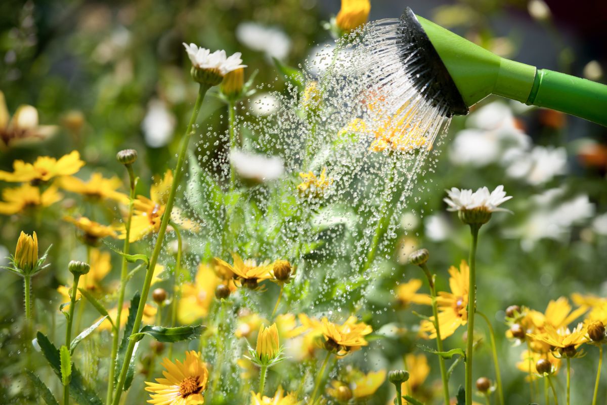 Watering a stand of perennial sunflowers