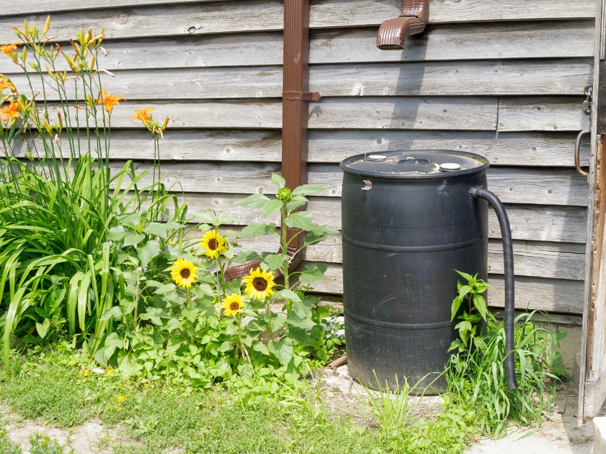 A rain water collection barrel with a hose for watering plants