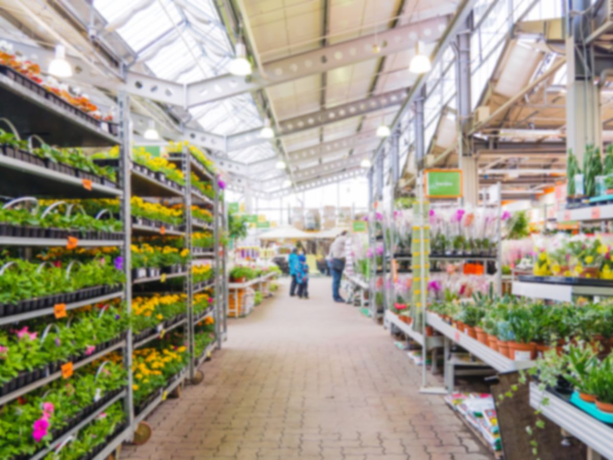 Aisles of plants being sold in a big box store