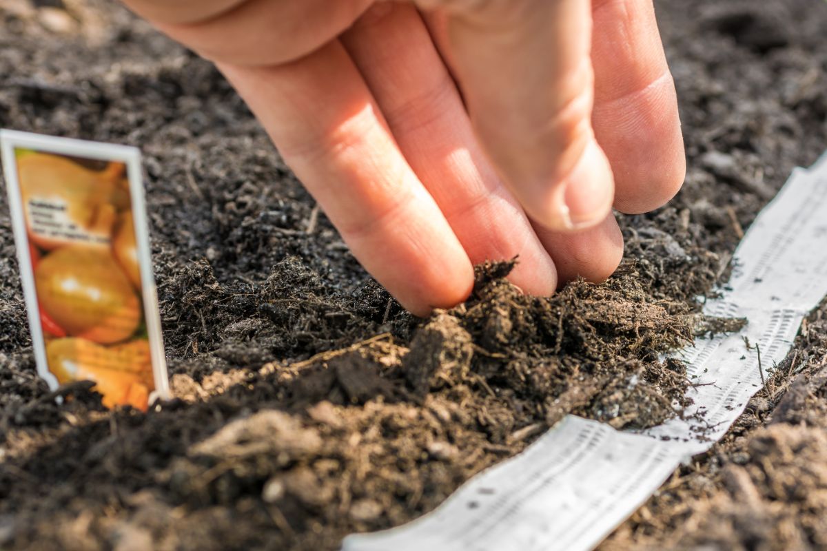 onion seed tape being planted in soil