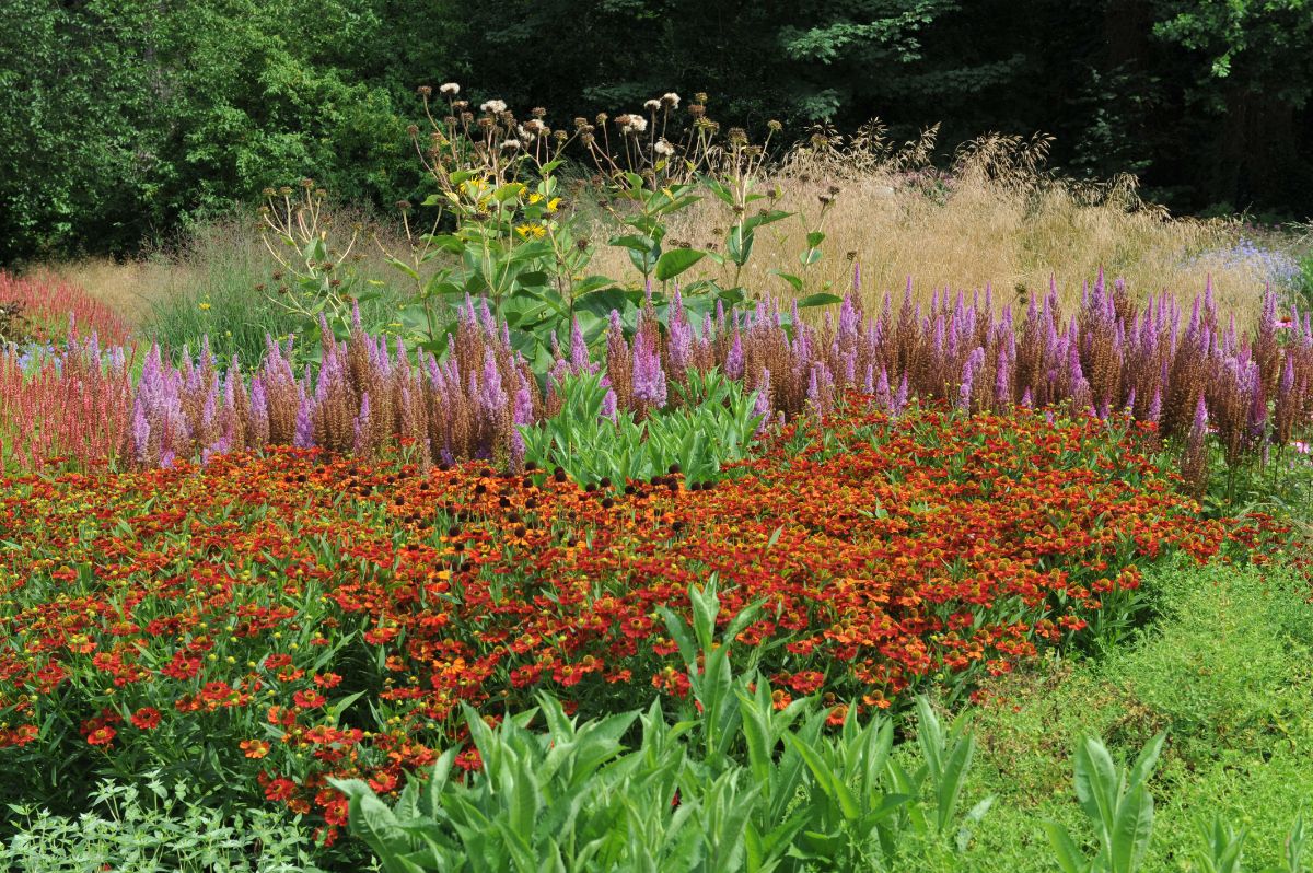 A full, crowded planting of perennials