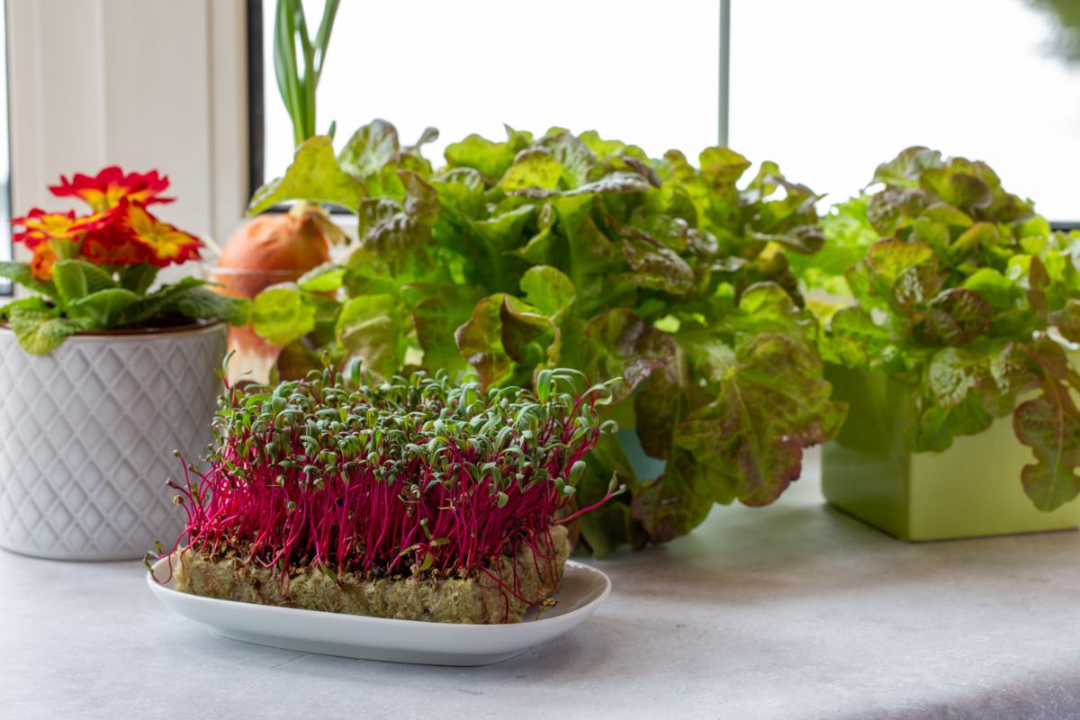 Heads of lettuce and a block of microgreens grown on a counter