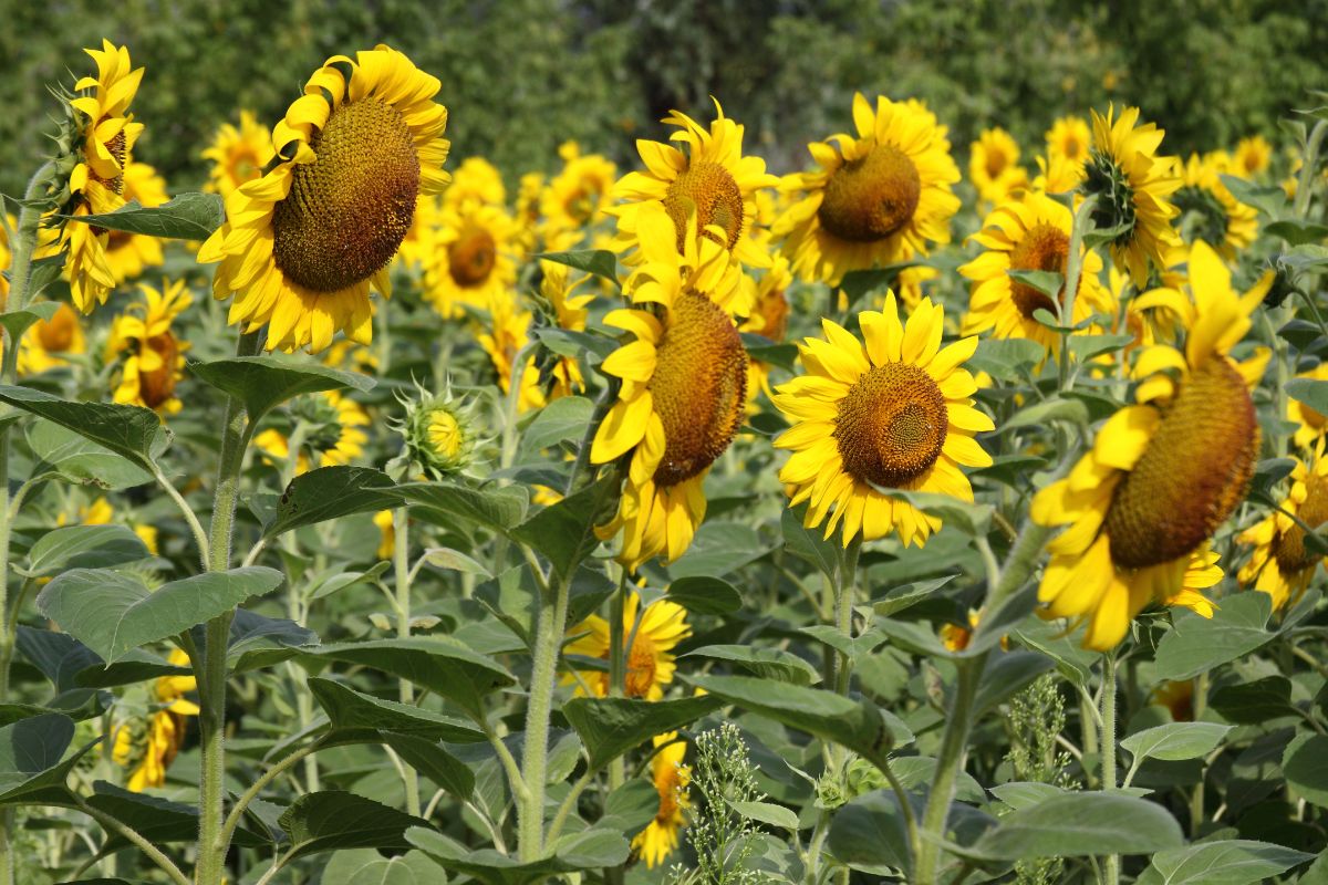 A stand of large sunflower heads grown for seed for eating