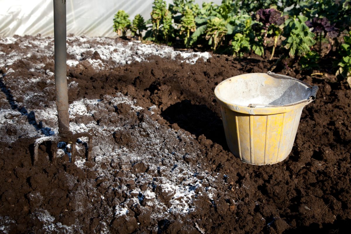 wood ash spread thinly on garden