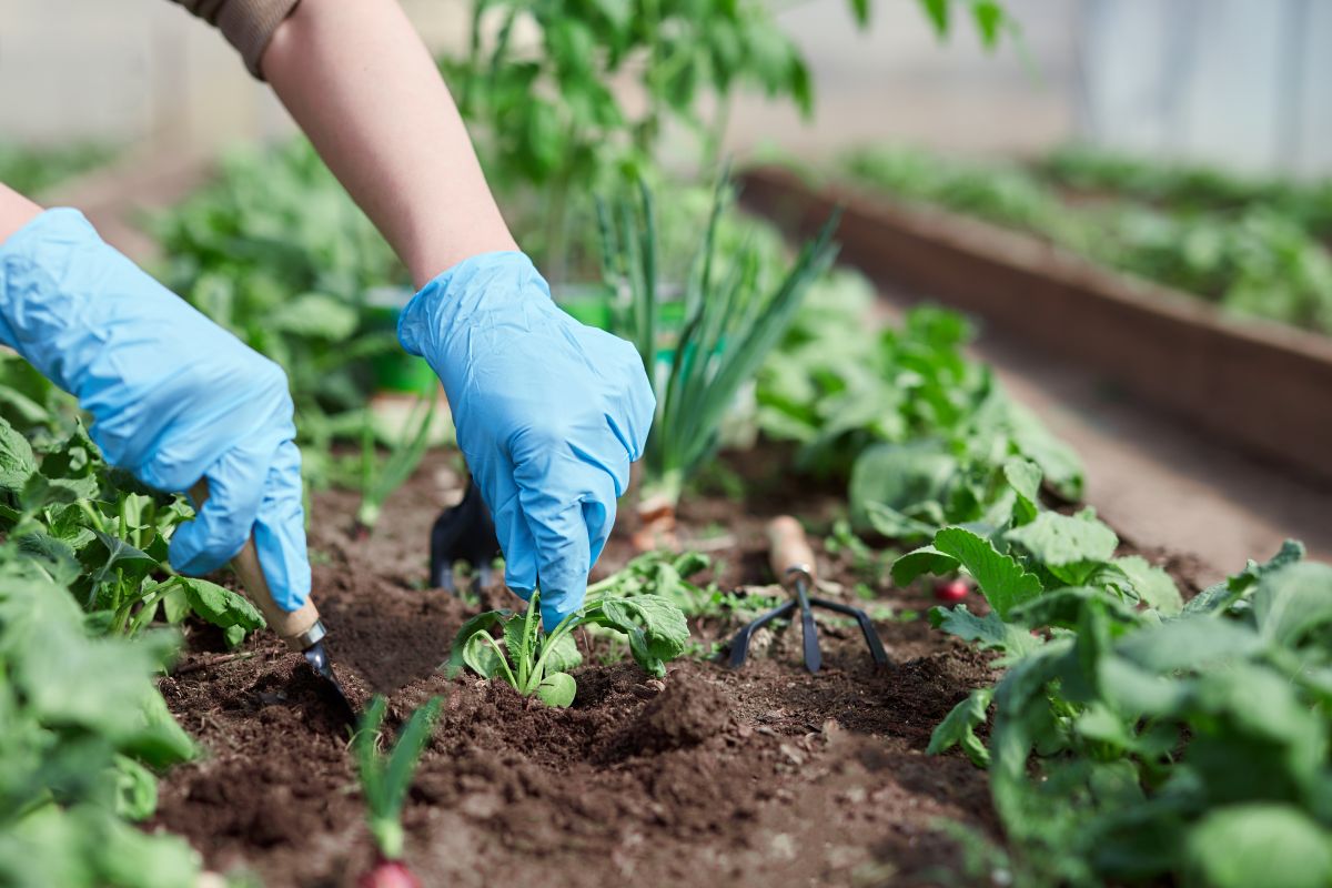 Gloved hand digging garden vegetables