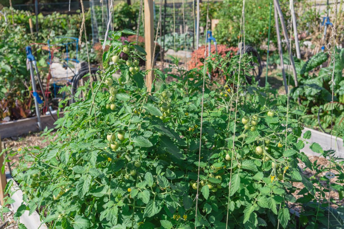 Tomatoes grown on a string in a raised bed system