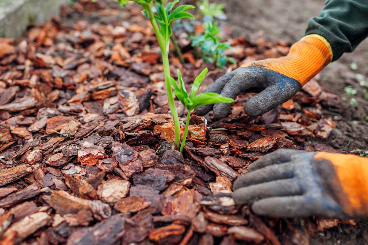 Gloved hands mulching a perennial plant with bark mulch