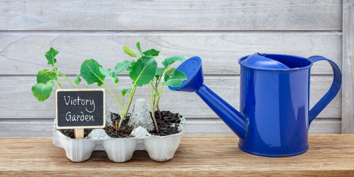 Seedlings in a carton with a small "Victory Garden" sign next to a blue watering can