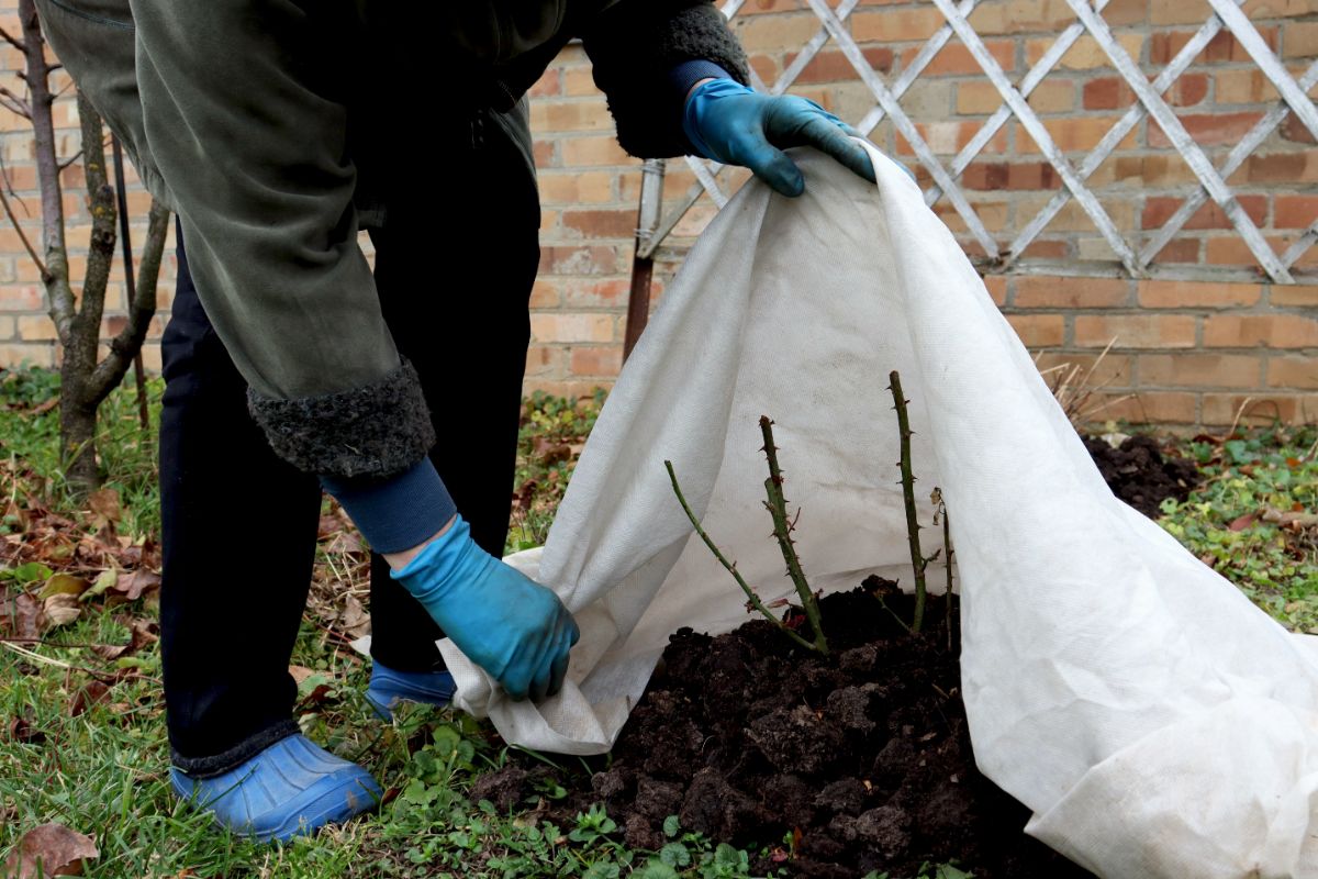 Gardener covering a mulched rose bush for the winter