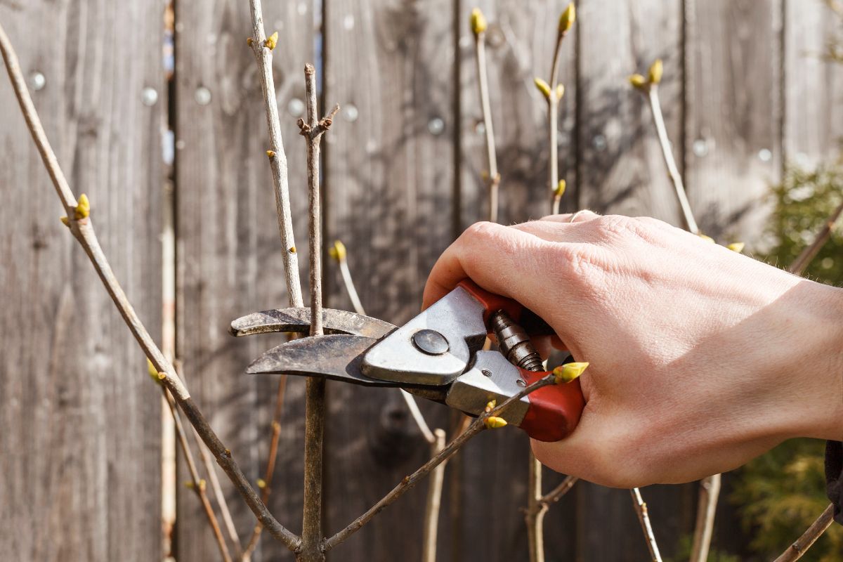 hand holding pruning sheers taking cuttings