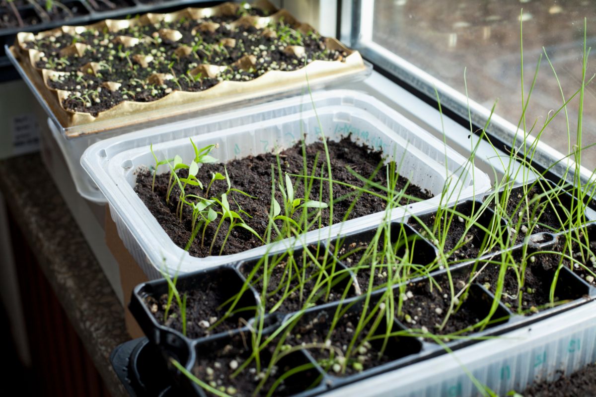 onion seedlings growing inside in containers