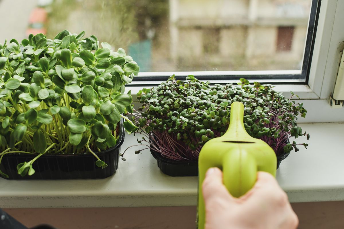 Watering containers of microgreens with a watering can