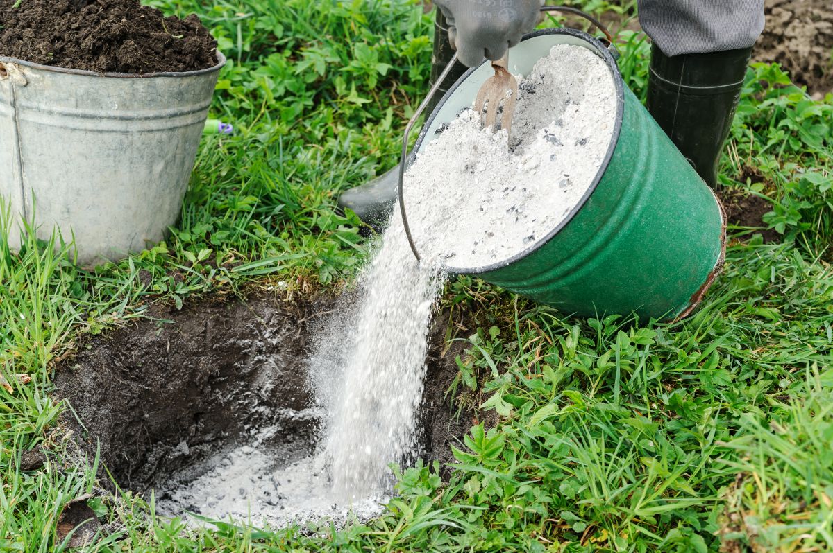 pouring out ash in garden area