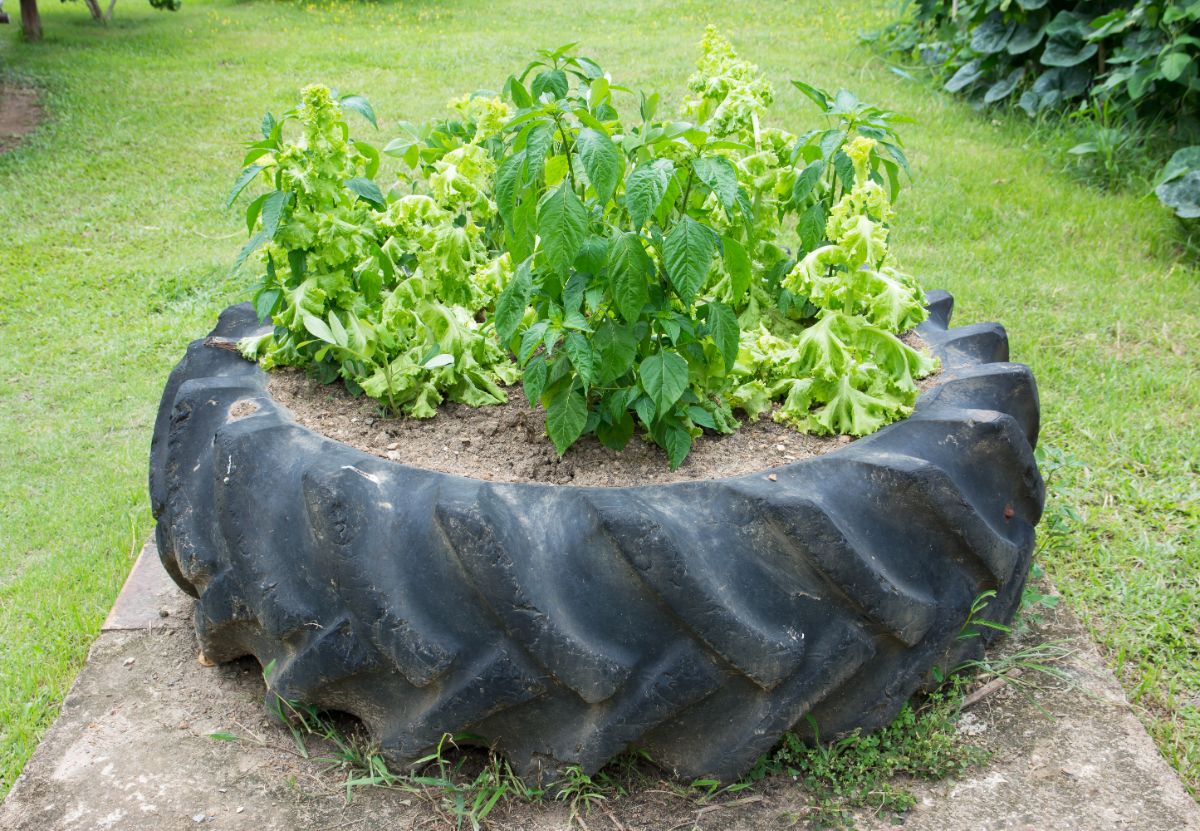 Lettuce and greens grown in a tire raised bed planter