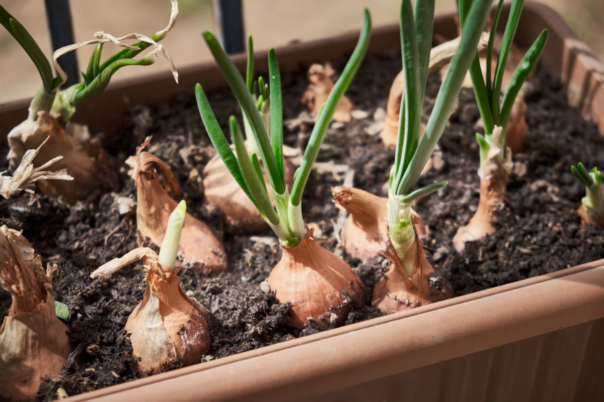 Sprouted onions pushing up above the soil line.