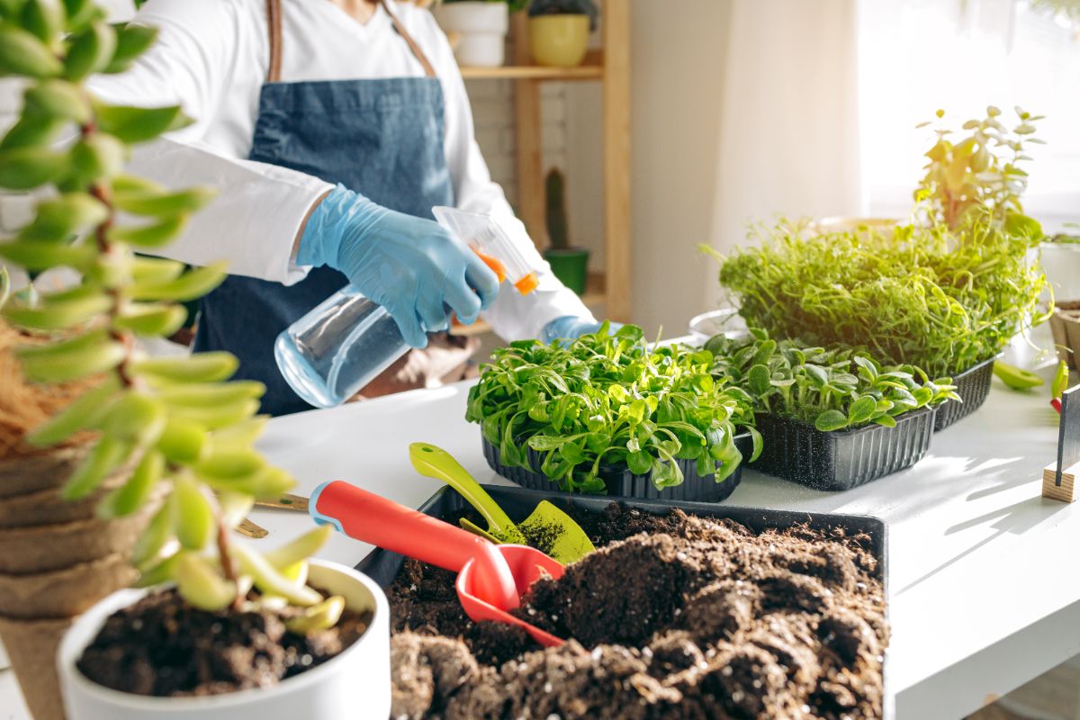 Urban gardener planting and growing in their kitchen