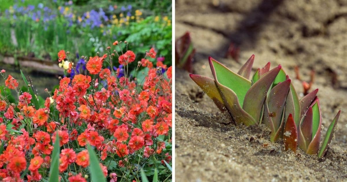 Perennial picking tips