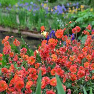 Red perennial flowers in garden