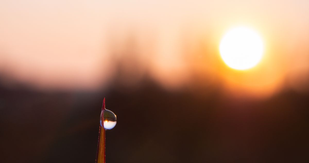 A drop of moisture on the tip of a plant leaf