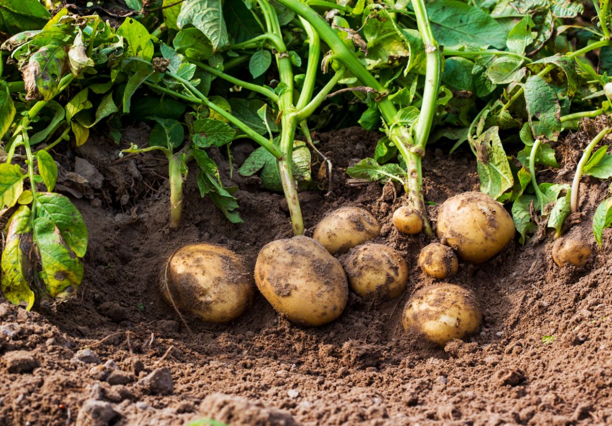 Potatoes freshly dug from the ground