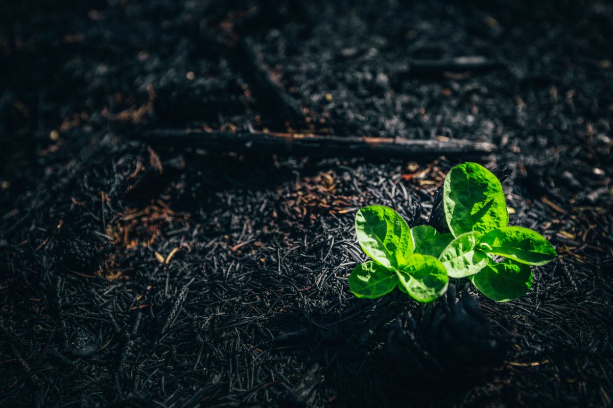 small plant growing in a burned patch of ground