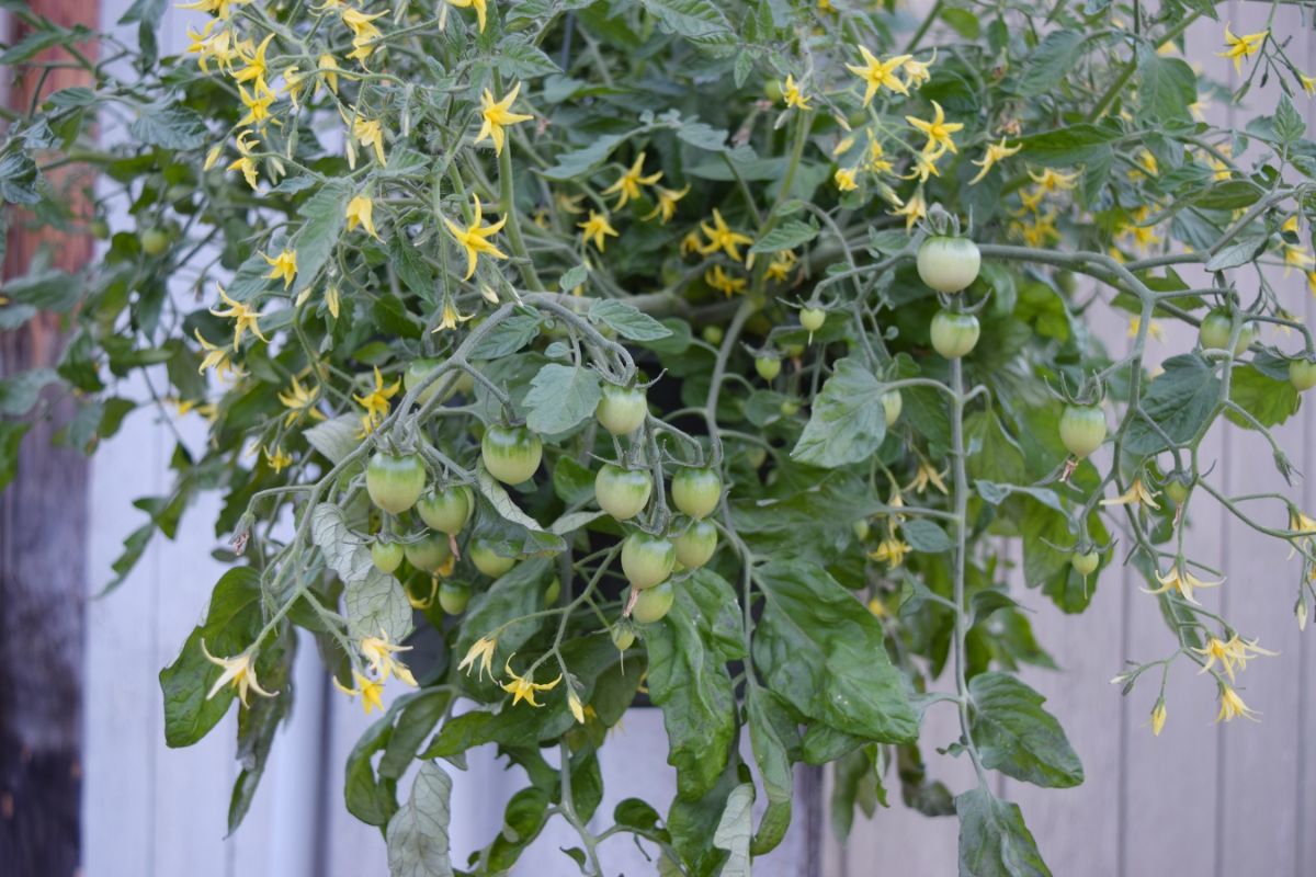 Cherry tomatoes being grown in a hanging basket.