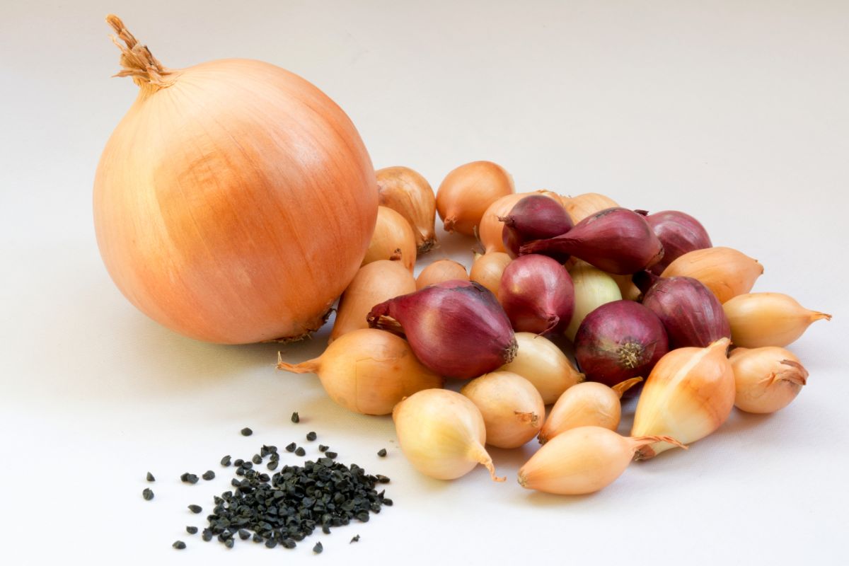 A fully grown onion next to onion sets and onion seeds