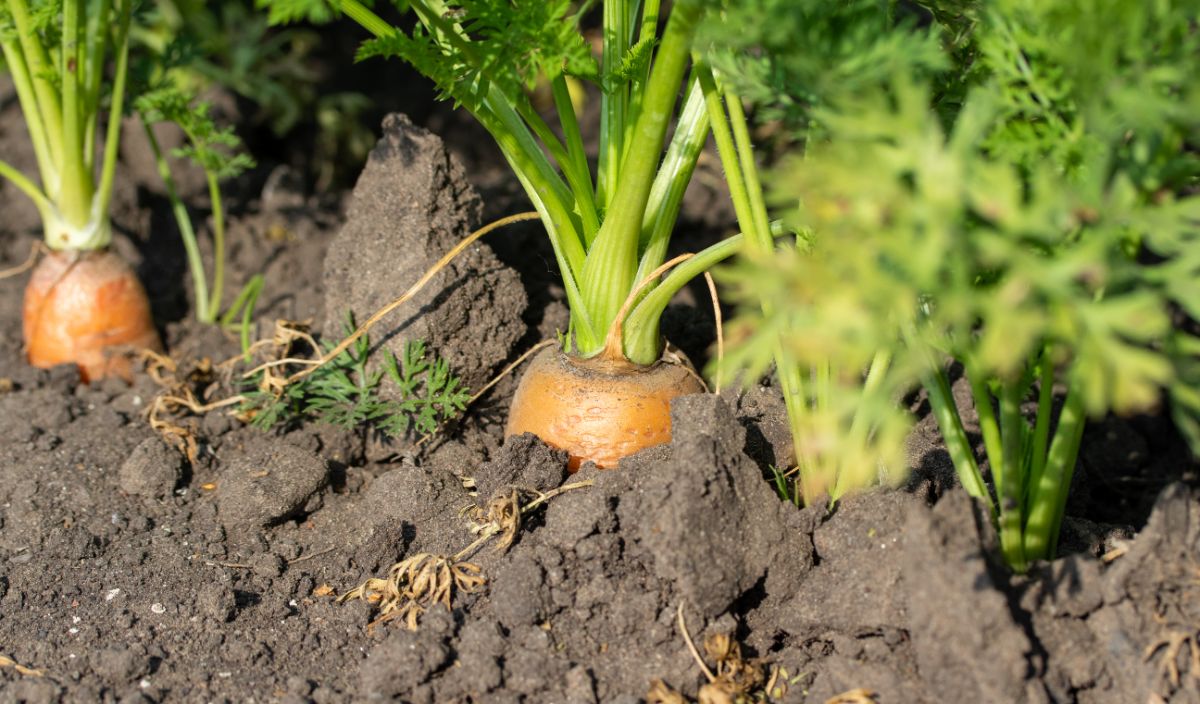 A Crops of carrots ready to be harvested and replanted