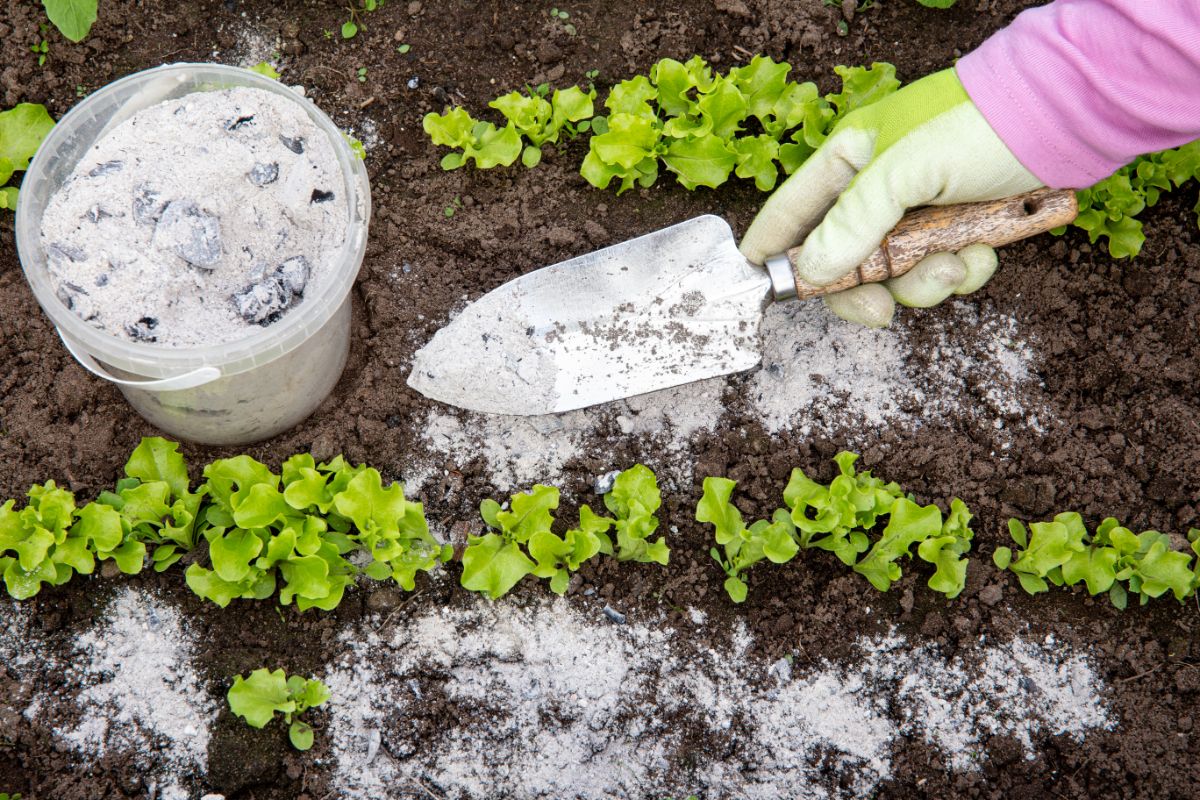 a hand lightly spreading ash around plants in the garden