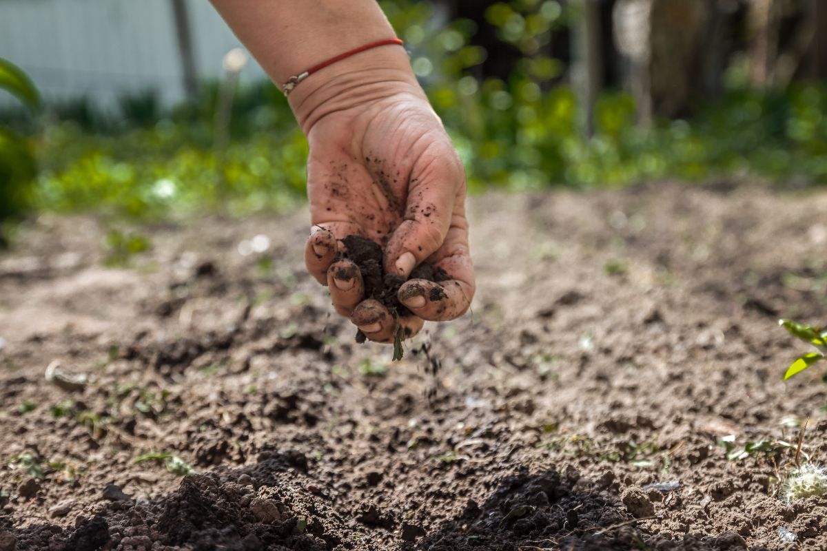a gardener's hand testing soil conditions