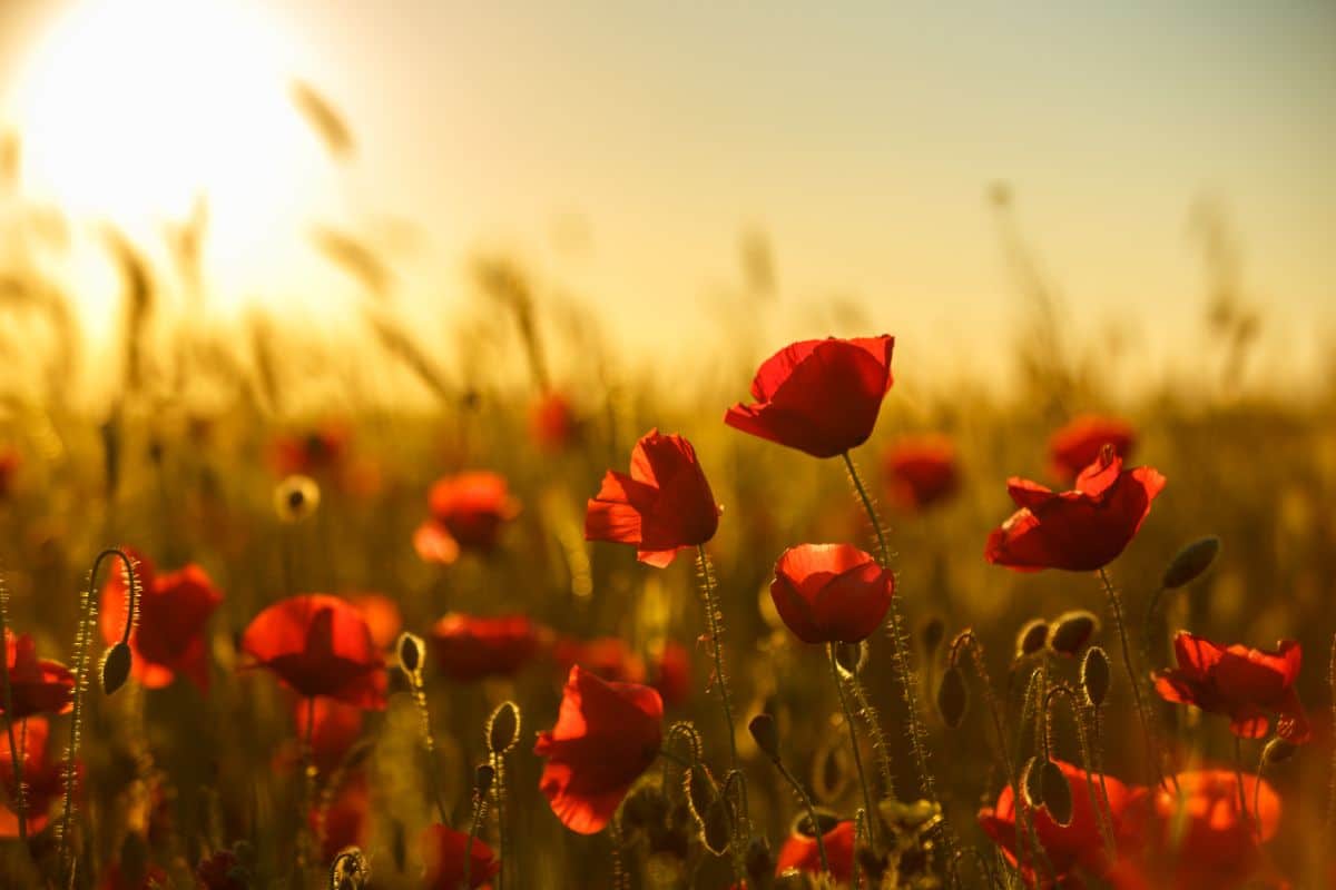 Poppies in a field at sunset