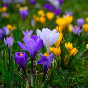 Colorful bloomed crocuses on grass field