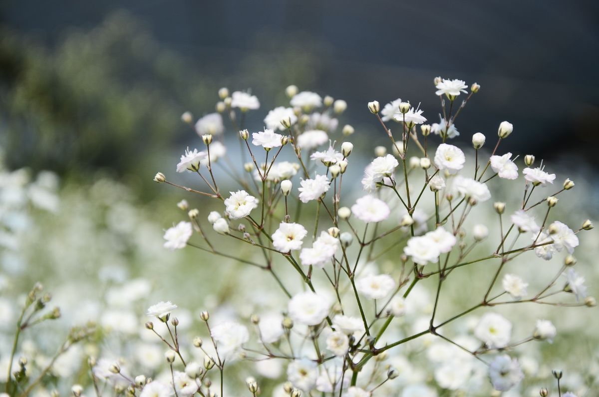 Baby's Breath Flowers, 2000 Heirloom Flower Seeds per Packet, Non GMO Seeds, Isla's Garden Seeds