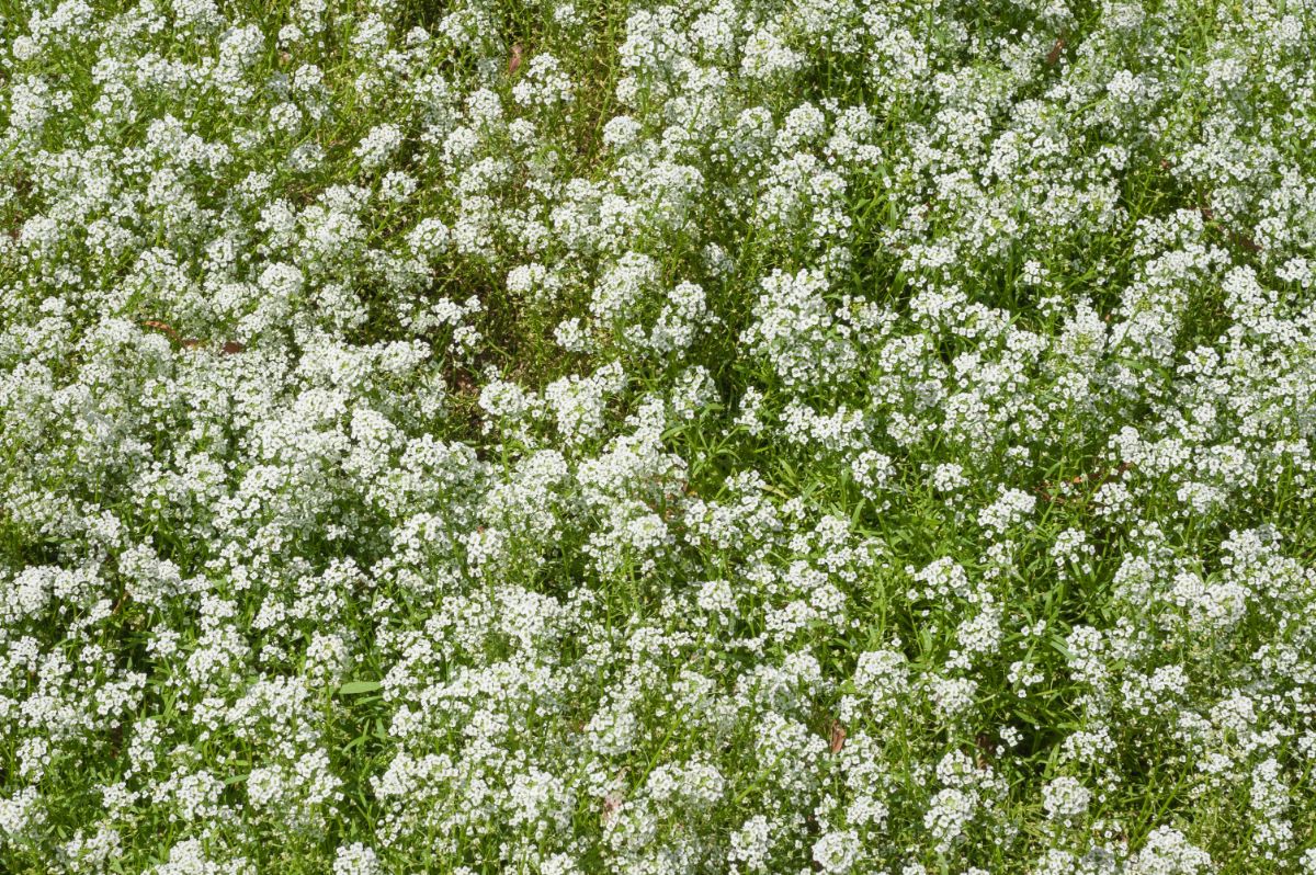 Large bed of white baby's breath in bloom