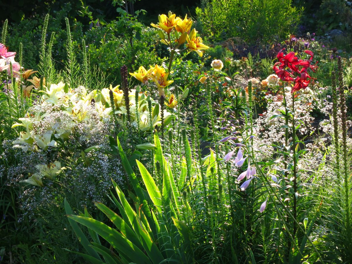 Baby's breath interspersed in a perennial flower bed