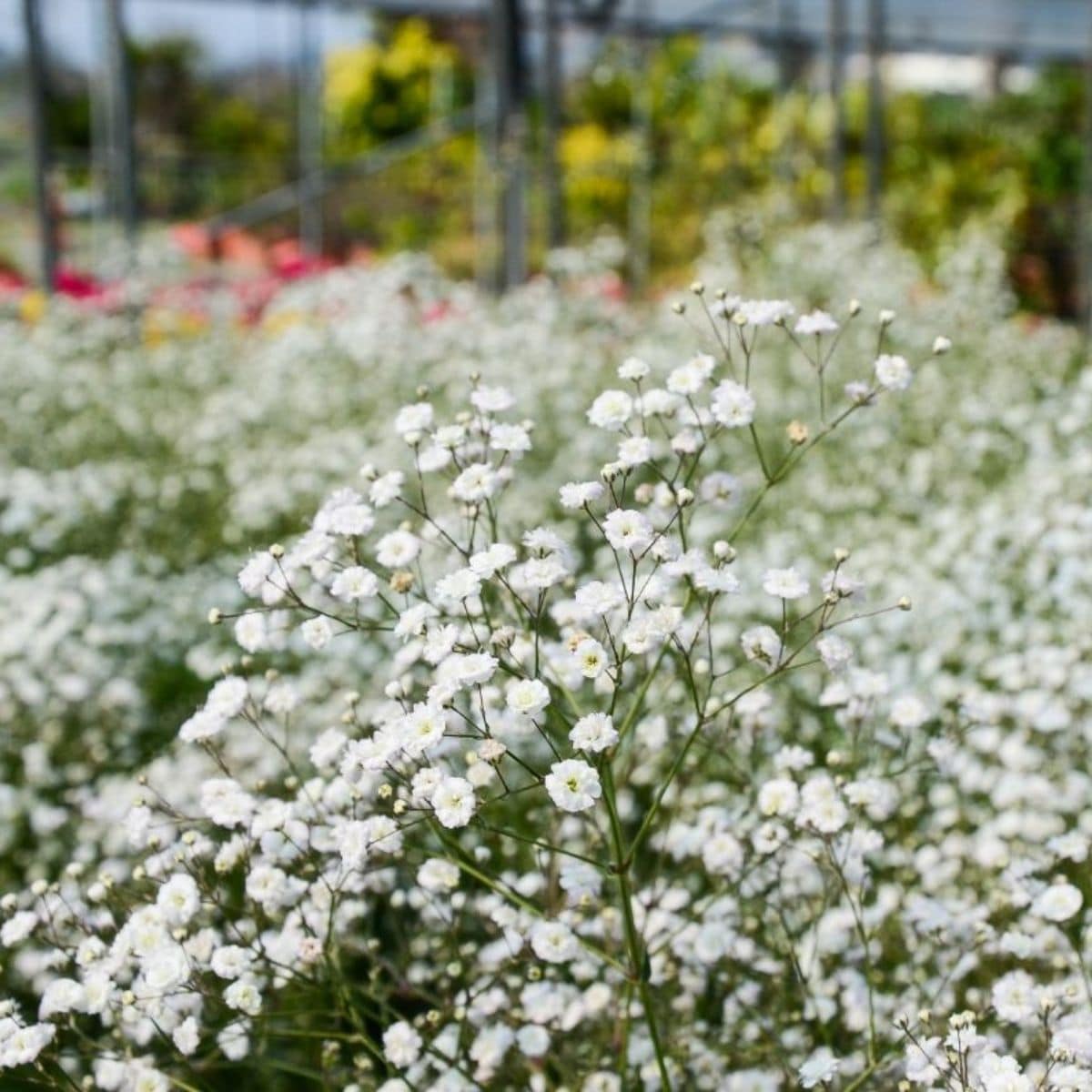 Sow Right Seeds  Grow Annual Baby's Breath from Seed 