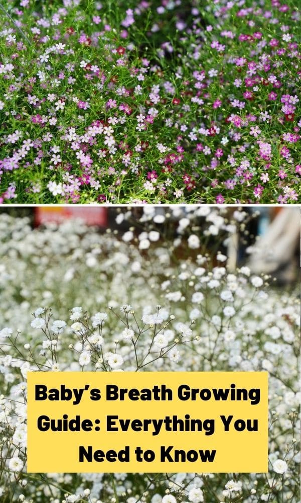 Baby's Breath Seed Propagation – Tips For Growing Baby's Breath