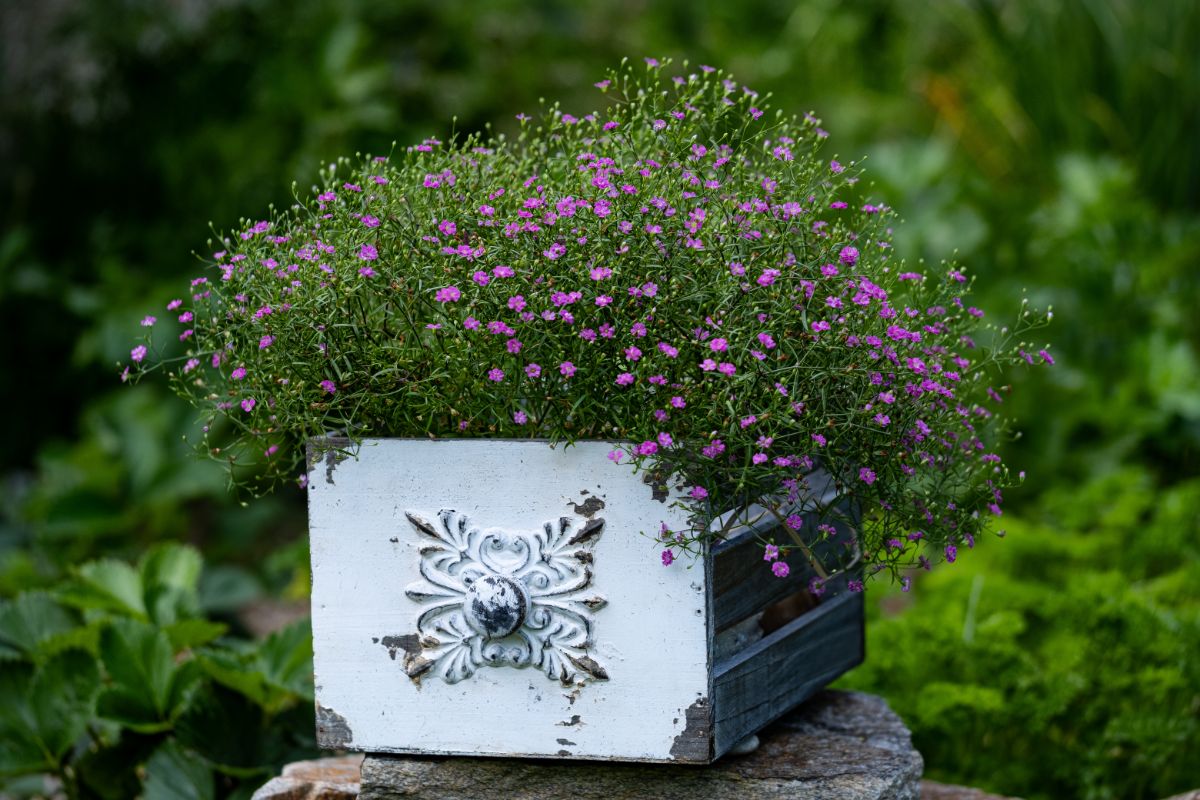 Delicate purple baby's breath planted in a rustic shabby chic container
