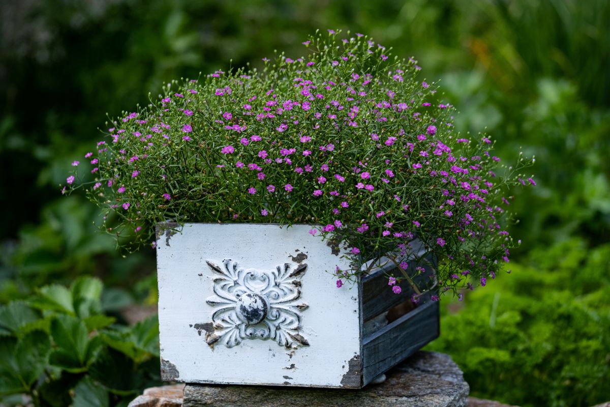 Pink Baby's Breath Seeds For Planting (Gypsophila elegans)