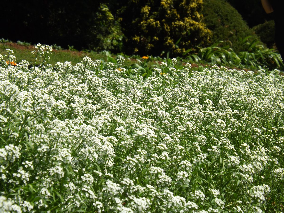 A large planting of white baby's breath