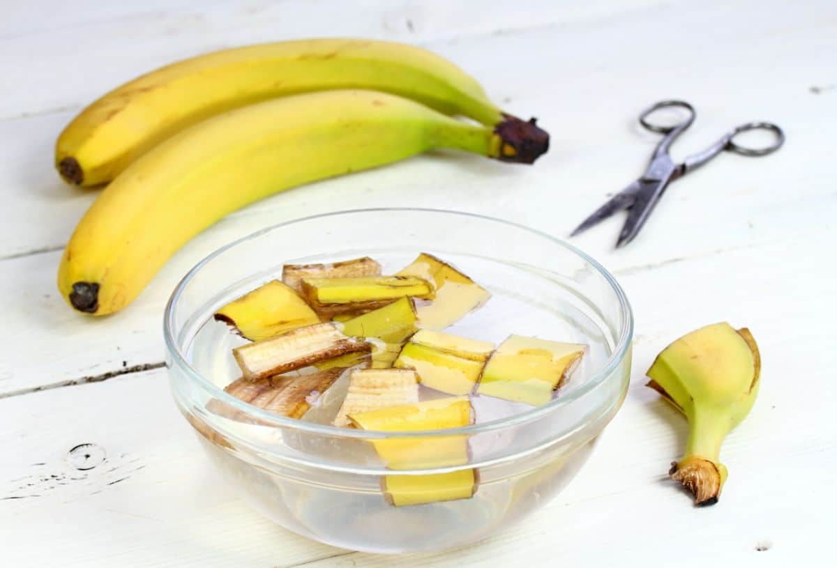 Banana peels cut up to make banana peel tea