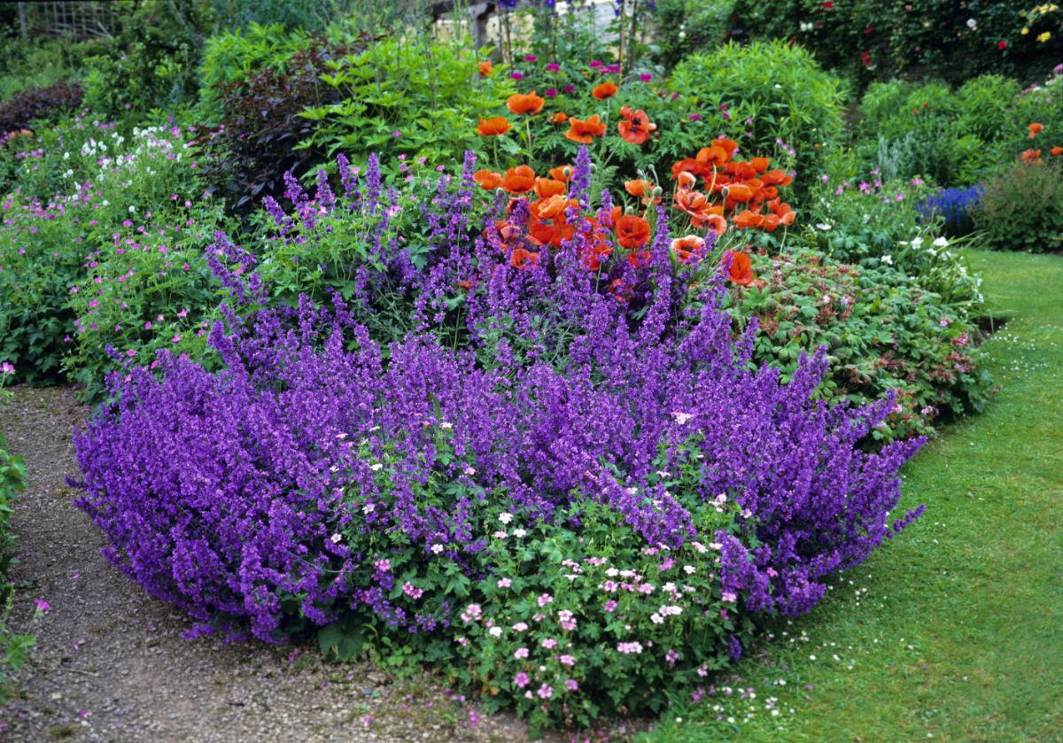 A large darker purple catmint plant in a perennial bed