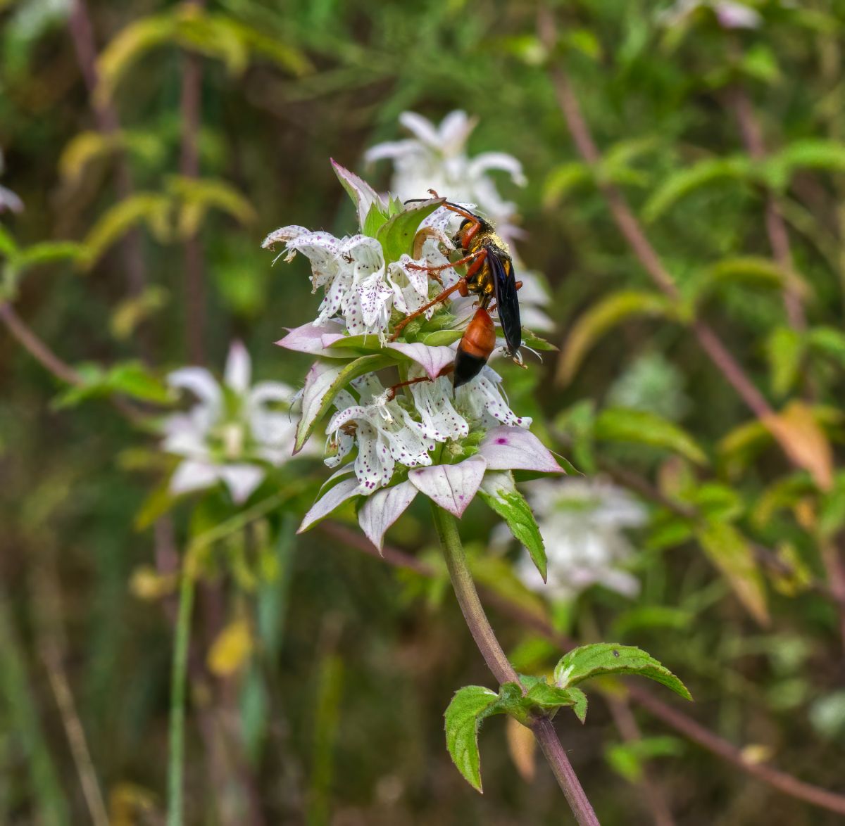 Wasp on a white bee balm flower