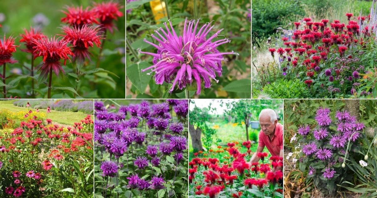 Collage of beautiful blooming bee balms.