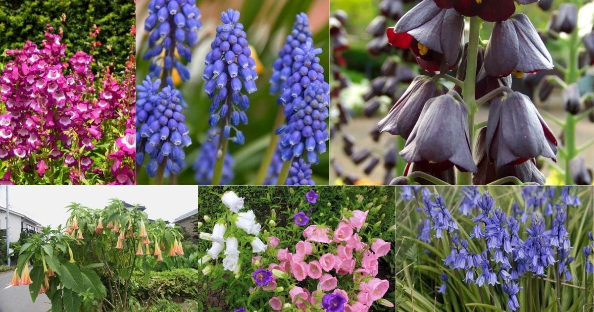 Bell shaped flowers collage from the post content.