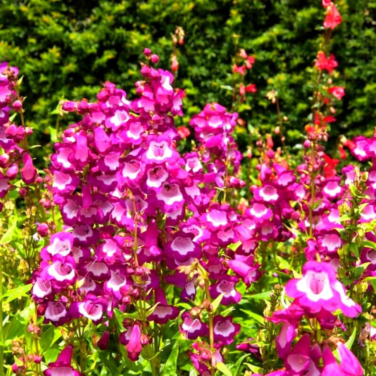 multiple on one stem flowers