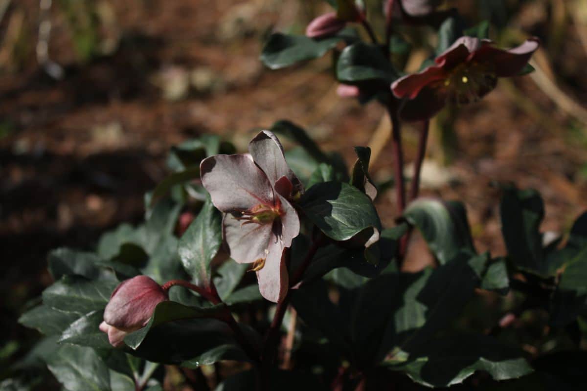 Closeup of a hellebore plant in the evening